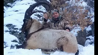 BEZOAR IBEX HUNTING Mr.Gregory Caillaud & Recep Ecer Turkish Frontier