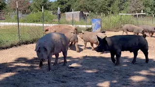 BERKSHIRE AND BERKSHIRE/DUROC CROSS BOARS FOR SALE