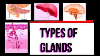 Types of glands I Exocrine I Endocrine I Merocrine I Apocrine I Holocrine I Serous I Mucous I