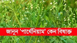 সাবধান ! আপনার বাড়ির আশে পাশেই রয়েছে এই বিষাক্ত গাছ - পার্থেনিয়াম | Parthenium