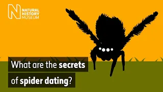 What are the secrets of spider dating? | Natural History Museum