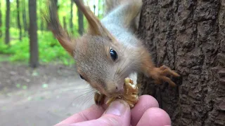 Бельчонок ест орешек / Little squirrel eats a nut
