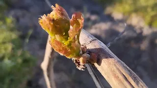 Заморозок на винограднику.