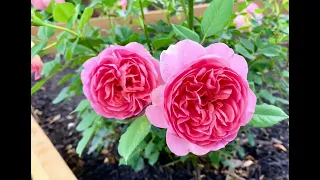 Boscobel rose 1st year bloom #rose #davidaustinroses #flowers