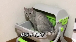 【保護猫】猫が３日間便秘💩😭どうやって治す⁉️💦