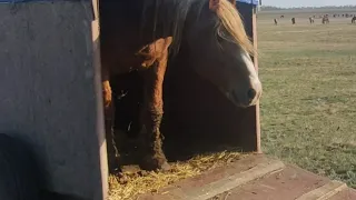 Табун встречает Суффикса.| Нerd meets stallion