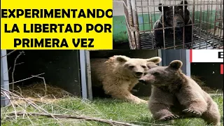 Top 10 Animales Cautivos Experimentando La Libertad Por La Primera Vez - PARTE 2