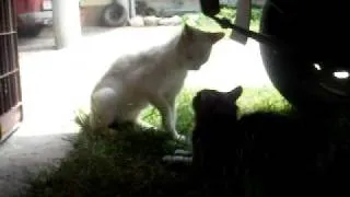 Cat Fight