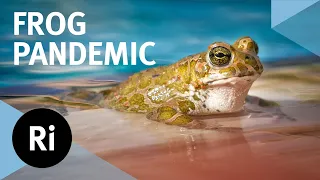 Can we save frogs from a deadly fungus?