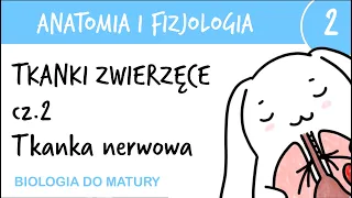 Tkanki zwierzęce cz.2 - Nerwowa - Anatomia i fizjologia 2 - matura z biologii rozszerzona