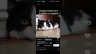 вот как кошка скучала по хозяину