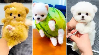 Cute Pomeranian Puppies Doing Funny Things #18 🐶 Cute and Funny Dogs 2024   VN Pets