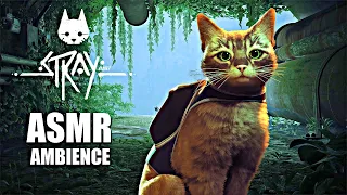 You are a Cat taking shelter from the Storm [ASMR] Rain & Thunderstorm Ambience | Stray PS5