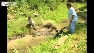 LiveLeak com   Catching an Alligator FAIL !