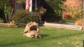 TURTLES having SEX on the front yard! LOL! FUNNY!