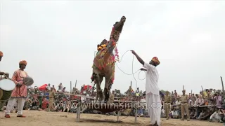 Camels made to dance and entertain tourists in India: cultural practice or animal abuse?