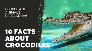 10 Facts About Crocodiles You Can Swallow | 10 FACTS About Animals You Should Know.