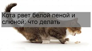 Кота рвет белой пеной и слюной: что делать