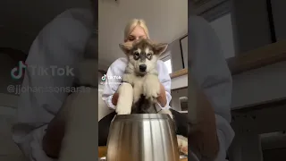 puppy playing drums #cute #funny #dog #puppies #drums #prettygirl #rockstar #bongo #cat