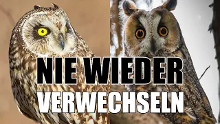 Mehr Eselsbrücken für Vogelbeobachter