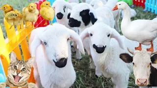 Cute Little Farm Animals : Duck , Lambs , Sheep , Cat , Goat , Cow, Chicken | Relax Sound