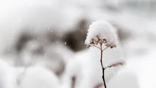 Beautiful moment or scene  forever at last #Christmas