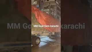 ALFALFA HAY supplier in Karachi ￼