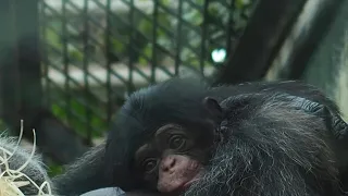 Baby chimp born at French zoo | AFP