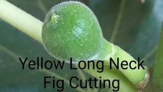 Yellow Long Neck Fig Cutting 9b