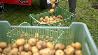 Pěstujte a buďte soběstační s VARI.cz - 6. díl vyorávání brambor, zelené hnojení