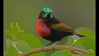 Birds of The Gambia and Senegal