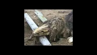 SCP-682 "Hard-To-Destroy Reptile"