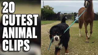 Best Animal Videos | Best of the Internet | LADbible