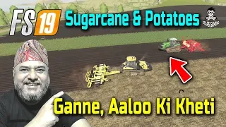 FS19 Seeding Oats, Planting Sugarcane & Potatoes