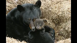 Black Bear Ground Nest