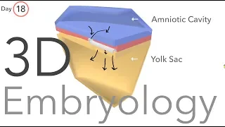 Gastrulation - Embryology