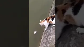 Funny cat try to catch fish #shorts #cats