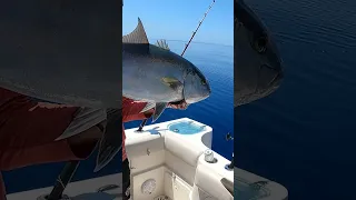 Releasing a MASSIVE Amberjack in Crystal Clear Water