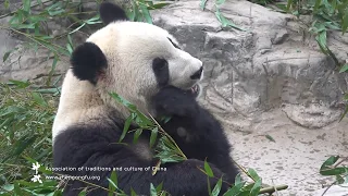 Giant Panda Beijing Zoo