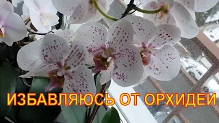 Избавляюсь от орхидеи. Почему?