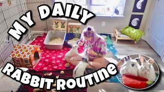 My Daily Routine with Pet Rabbits 🐰✨💗