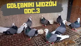 Bociany Zamojskie Janusza z Zemborzyc Prezentacja sylwetek gołębi Odcinek 1/2