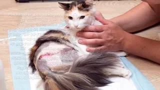 Кошка упала с высоты и стала бездомной Жестокое предательство cat disabled person waiting for help