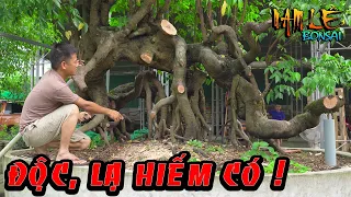 Nhát cắt quyết định chưa hoàn thành có lý do cho cây khế khủng độc, lạ hiếm có | NamLe Bonsai