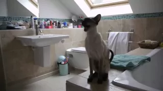 Our Siamese Cats at Shower Time