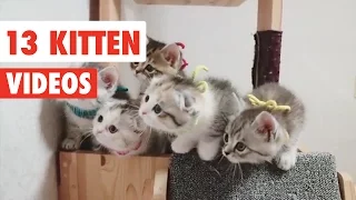 13 Funny Kittens | Cat Video Compilation 2017