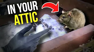 Rodents in your ATTIC!? Here's what you do...