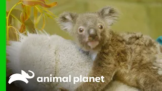 Raising an Orphaned Koala Joey (Part 2) | The Zoo: San Diego
