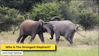 Wild Elephant Fight | Kruger Park Sightings
