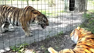 Real Tiger VS Fake Tiger